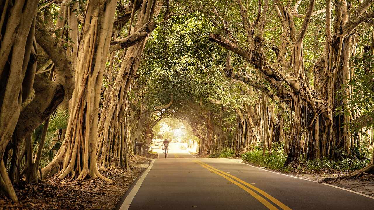 A road running under banyan trees with hanging aerial roots