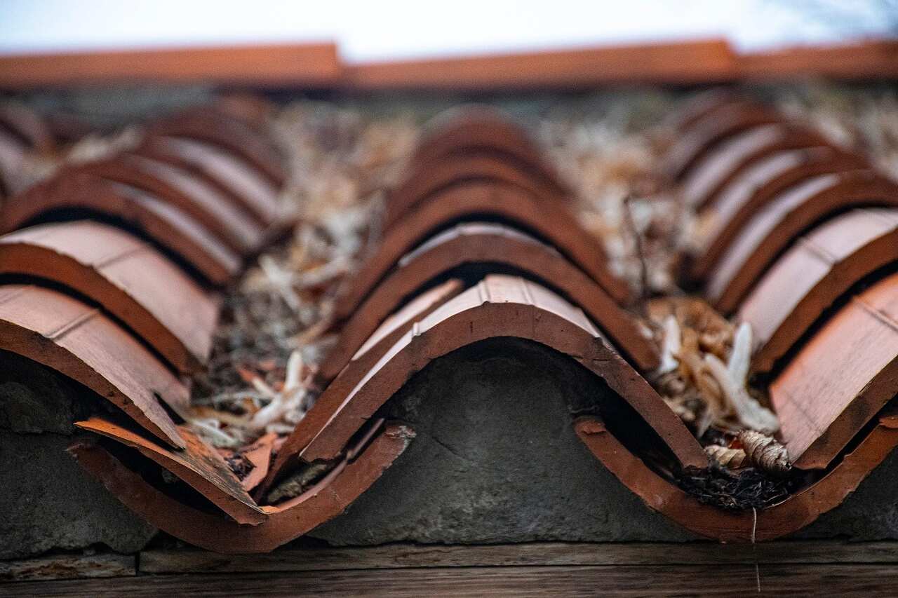 The open half-round gap under a course of barrel roof tiles