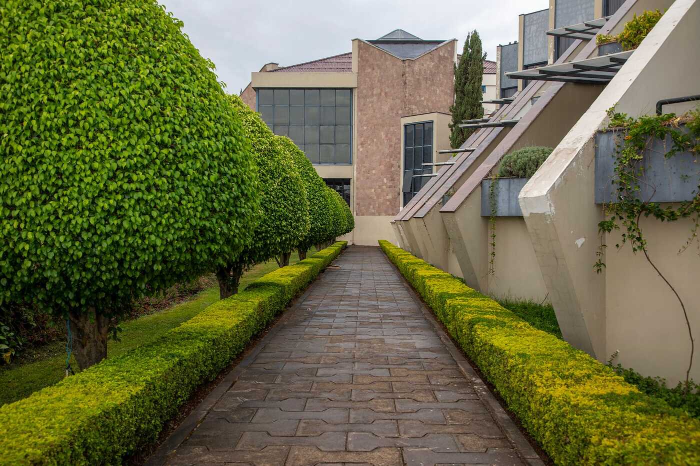 Clipped hedges along a path