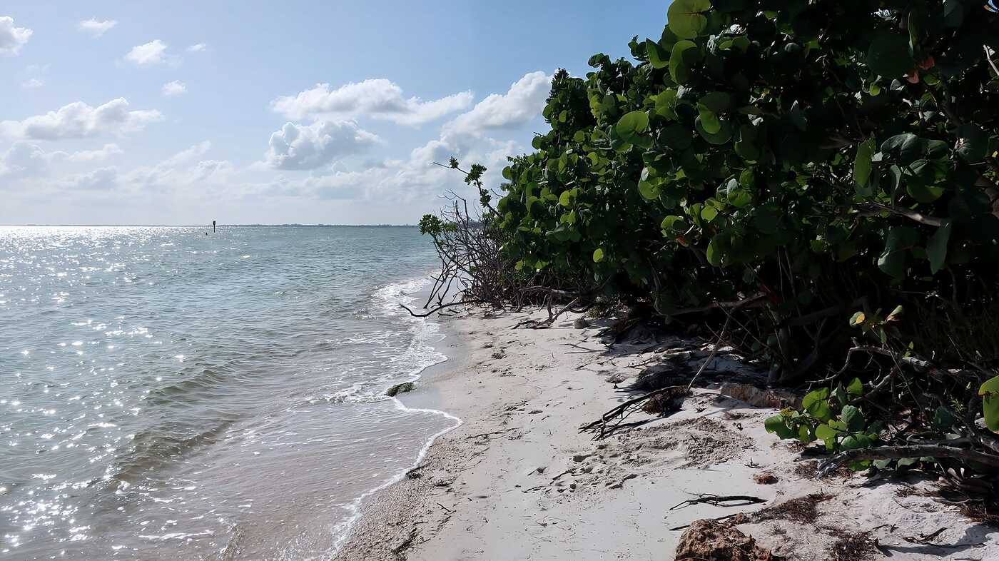 A beach with coastal trees and gentle surf