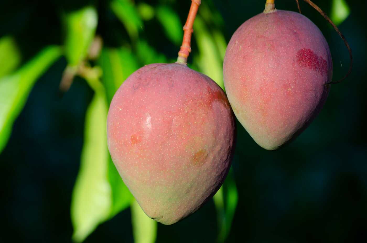 Ripening mangoes hanging among leaves