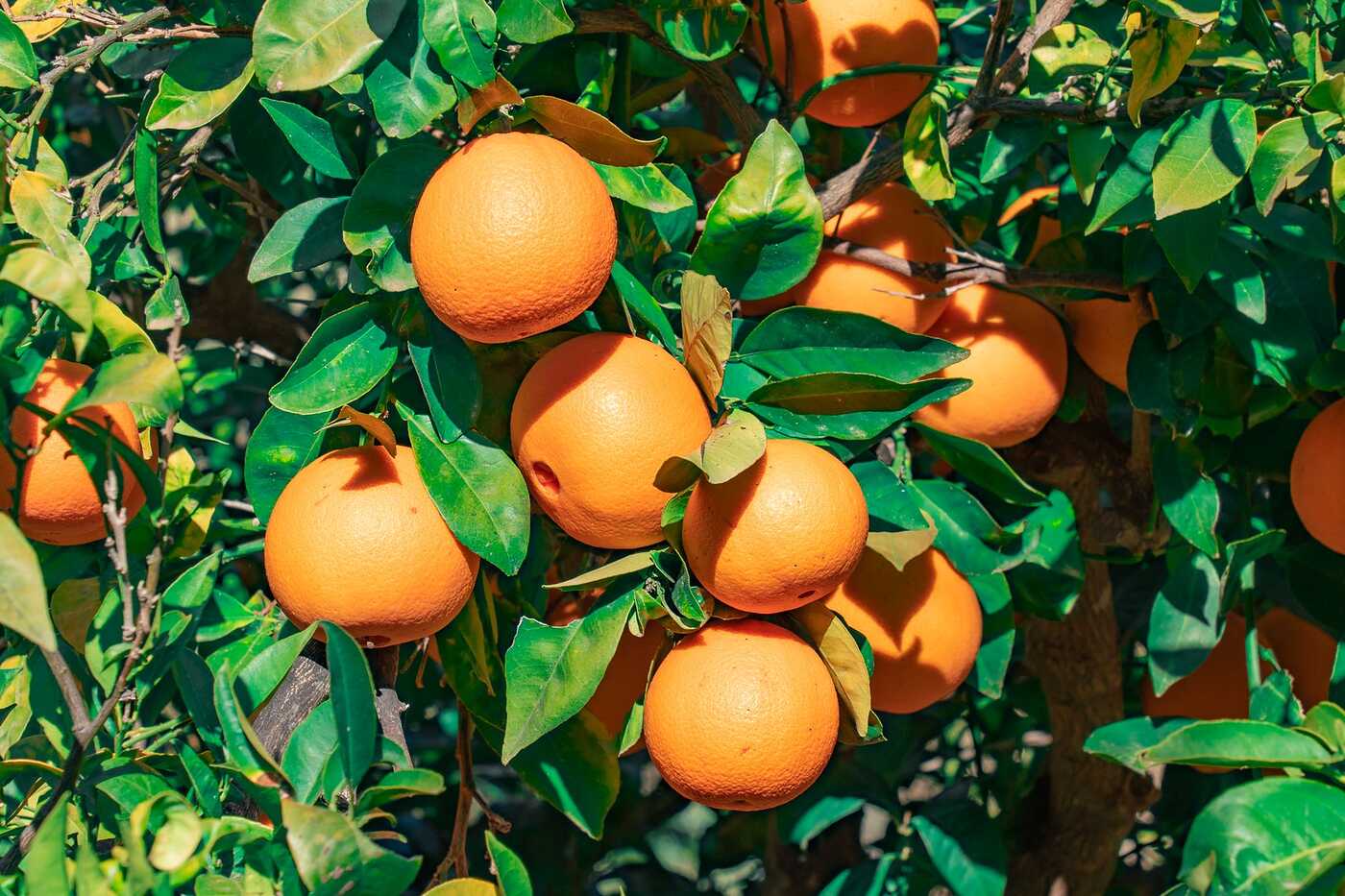 Ripe oranges hanging on a tree