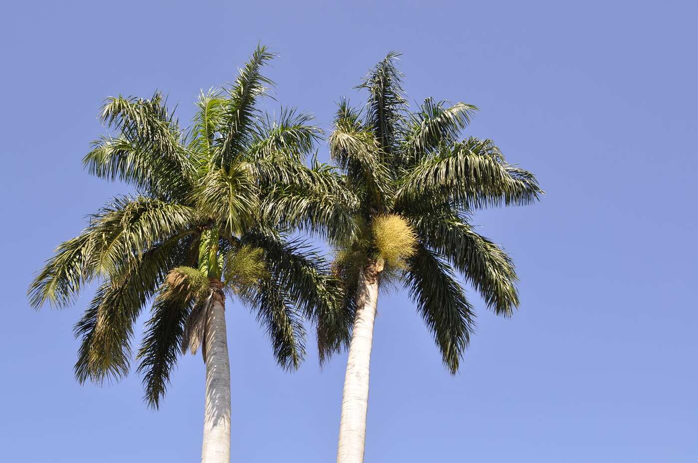 Palm fronds against a clear blue sky