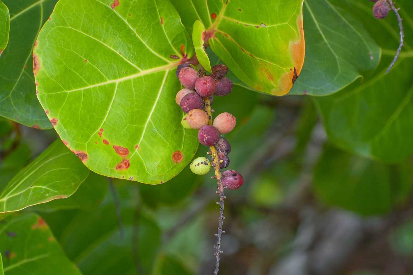 Ripe sea grapes on green leaves